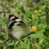 236891 – Photo : Norbert Verneau – Mayotte